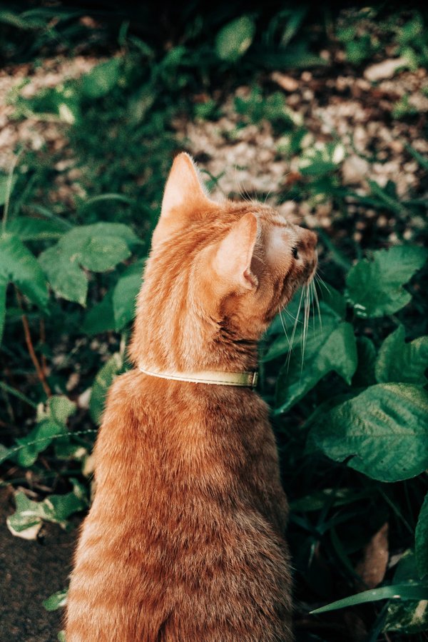 les plus beaux jardins à visiter en Europe